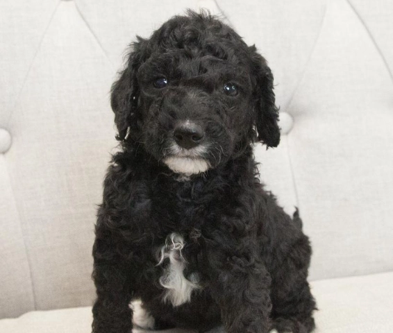 Kash Goldendoodle